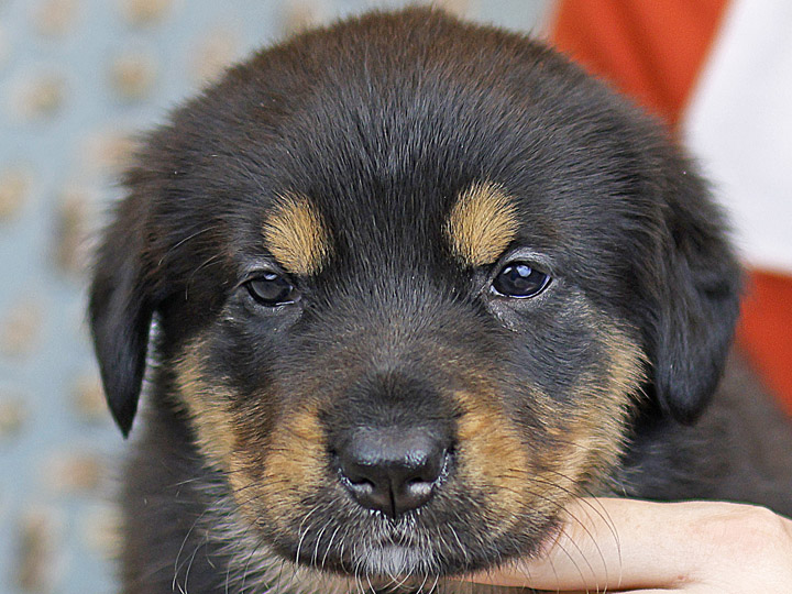 chinook puppy